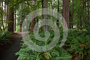 Path in the forest without people. Active recreation in nature. Bicycle path. Beautiful forest in summer. Hiking trail