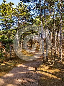 Path in the forest in the Pilis mountains in Hungary