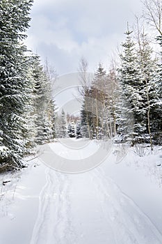 Snow covered landscape with pinetrees and a path photo