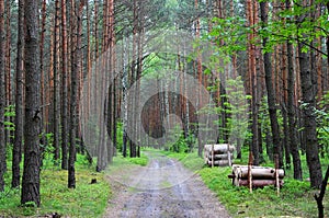 The path among Forest Polish Jura