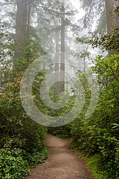 Path through the forest, Redwood National & State Parks, California