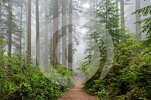 Path through the forest, Redwood National & State Parks, California