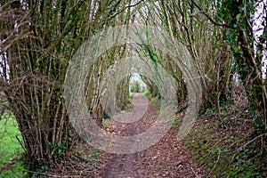 Path in the forest bet.ween rows of bushes in the countryside. Autumn or spring season