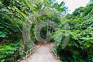 Path in the forest of Seychelles. Mahe island. Jungle way