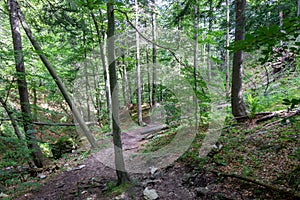 Path through the forest in Slovakia