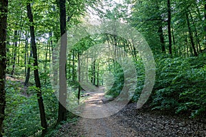 Path through the forest in a suburban recreational and relaxing location in the Bratislava Forest Park