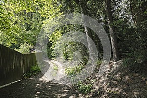 Path through the forest photo