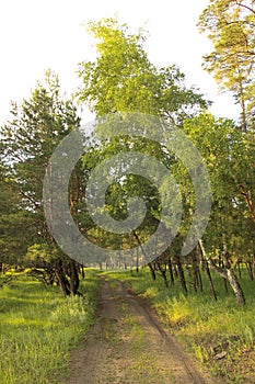 A path in the forest in summer. Pine and birch trees