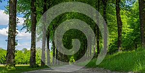 Path in the forest on sunny day