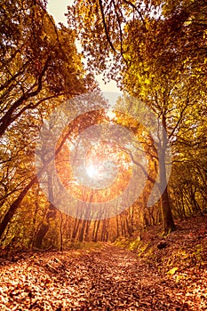 Path in a forest at sunset in autumn