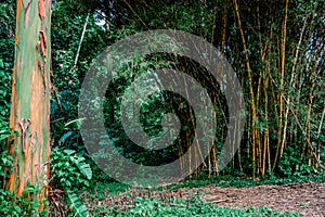 Path in the forest surrounded by trees and bamboo trees