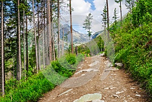 A path in a forest in the Tatra Mountains in Slovakia. Europe.