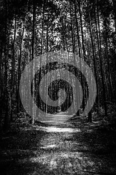 Path through the forest