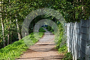 Path in the forest with trees in the background. Summer landscape