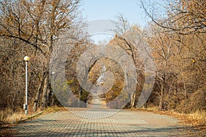 A path through a forest with trees and leaves on the ground