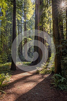 A path in a forest with trees and sunlight