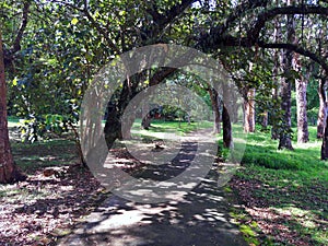 Path in the forest tropical photo