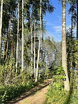A path in the forest. A walk in nature in summer.