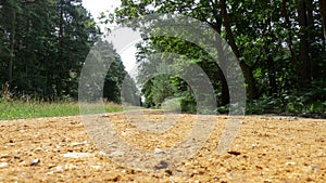 Path on a forest walk