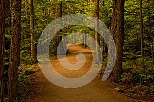 Path in the Forest/Woods photo