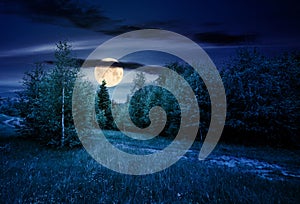 Path through forested grassy meadow at night