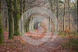 Path in forrest