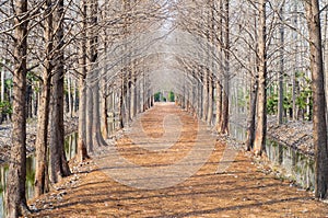 Path in the forrest