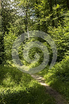 Path through the forrest