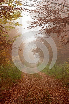 path in the forrest in morning fog