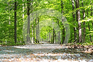 Path in forrest in spring time with green leafs from low angel