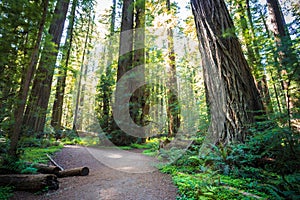 Path in the Founders Redwood Grove, Humbolt Redwoods State Park, California