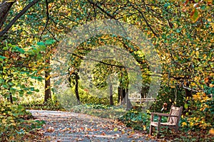 Path through the Frederik Meijer Gardens during the fall photo