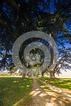 Path in the French countryside with large cedars