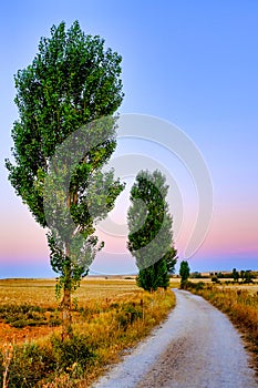 Path of the French Way photo