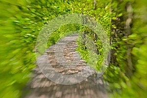 Path through a fresh green spring foliage tunnel, selective focus with lensbaby blur effect