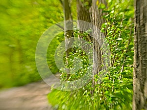 Path through a fresh green spring foliage tunnel, selective focus with lensbaby blur effect