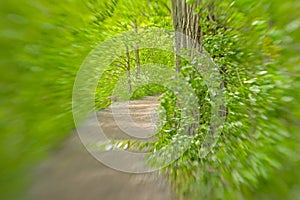 Path through a fresh green spring foliage tunnel, selective focus with lensbaby blur effect