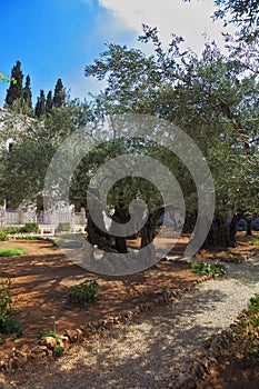 The path Garden of Gethsemane