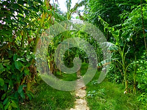 path in the garden or park. grass around the clay grew up. greenery view of trees, forest, jungle