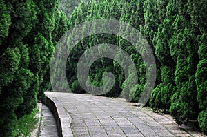 Path in garden surround with cypress tree