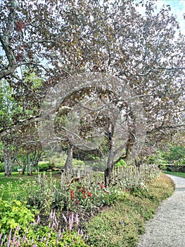 Path through garden with trees