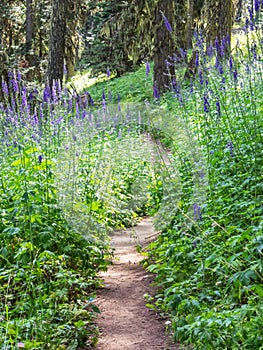 Path through giant lupines in bloom