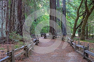 Path through giant redwood forest at Big Basin State Park, California, USA