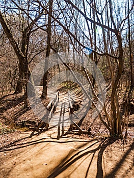 Path goes over a bridge in a forest