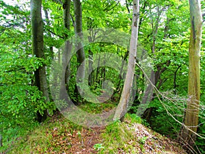 Path going thrugh a european beech forest photo