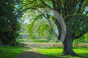 Path going through trees rustling with wind in summer