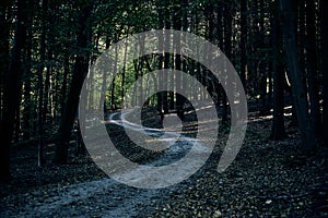 Path going trough the dark autumn forest with many leaves on the floor. fall