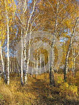 Path in a gold birch grove. Autumn landscape.