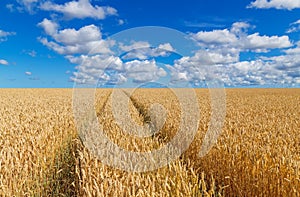 Path in a golden wheat field