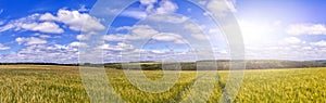 Path through Golden wheat field, perfect blue sky. majestic rural landscape.